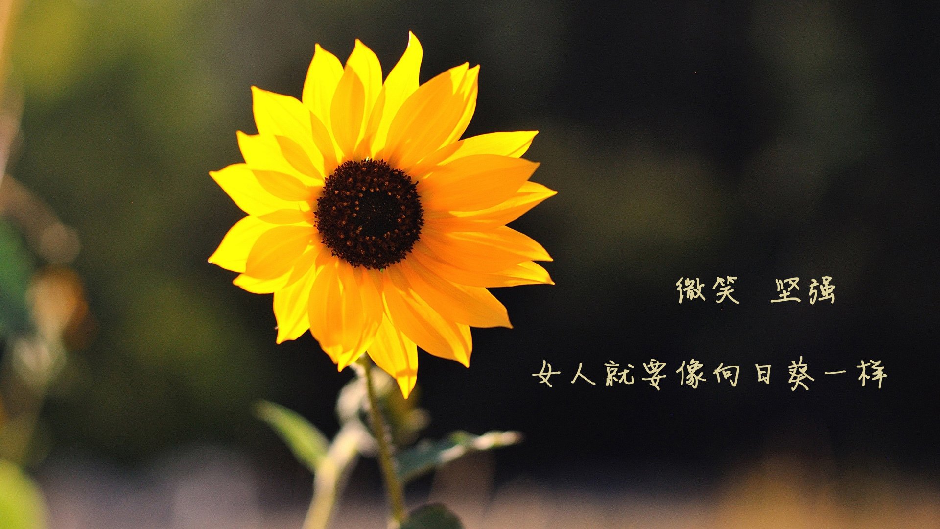 德赢体育官网-_光影滑板表演：用速度点燃视觉盛宴_，第102集_滑板时光